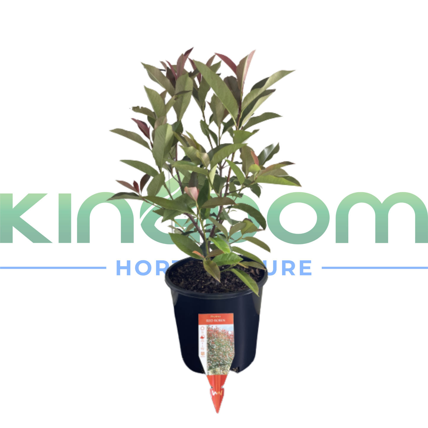 Photinia fraserii 'Red Robin' | Multiple Sizes Kingdom Horticulture