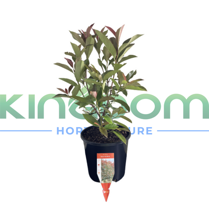 Photinia fraserii 'Red Robin' | Multiple Sizes