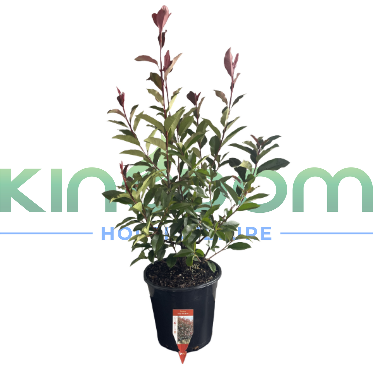 Photinia fraserii 'Red Robin' | Multiple Sizes Kingdom Horticulture