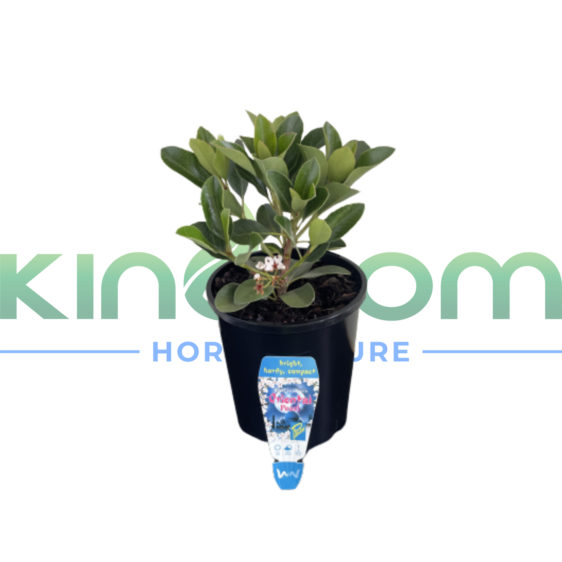 Kingdom Horticulture