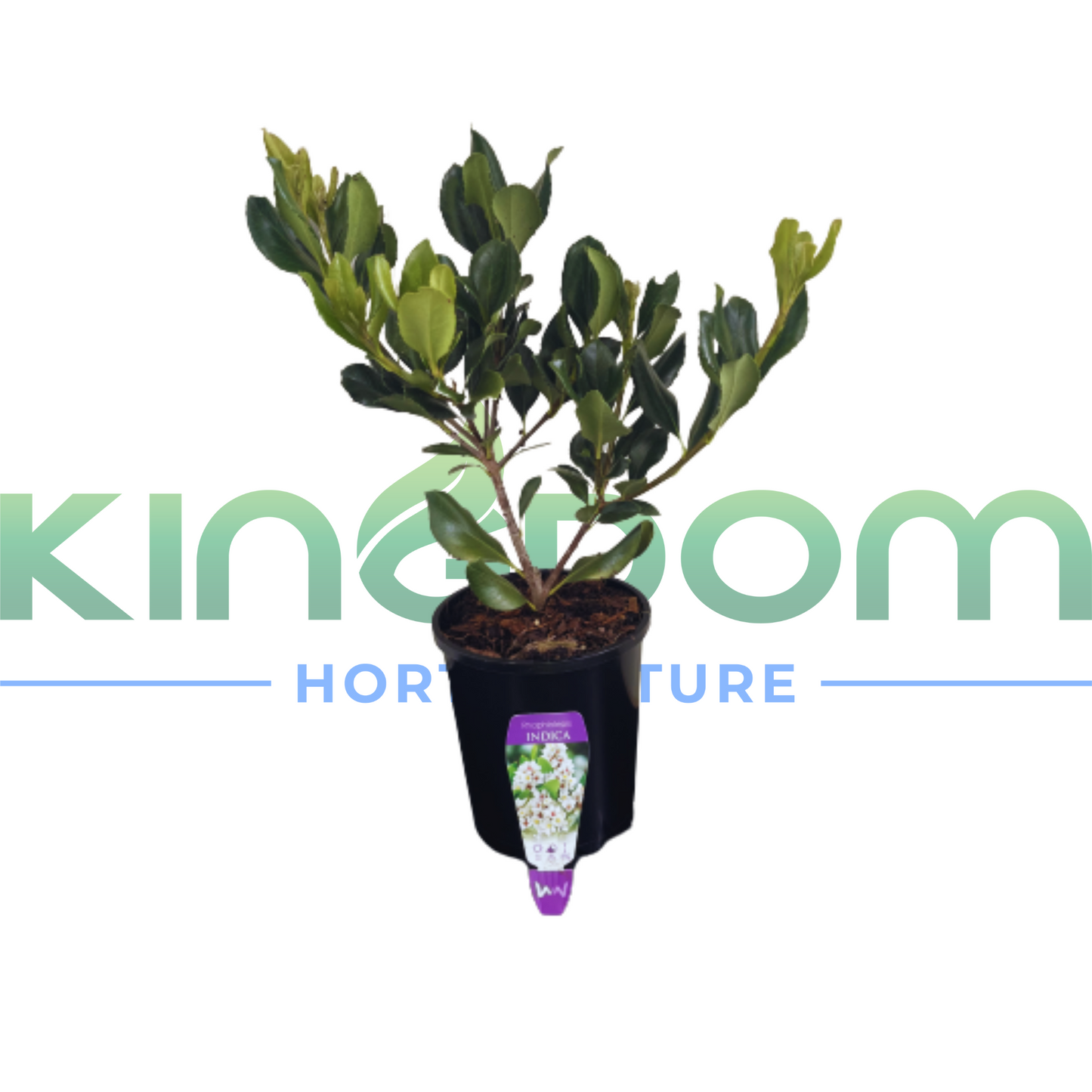 Rhaphiolepis indica 'Indian Hawthorn' | Multiple Sizes Kingdom Horticulture