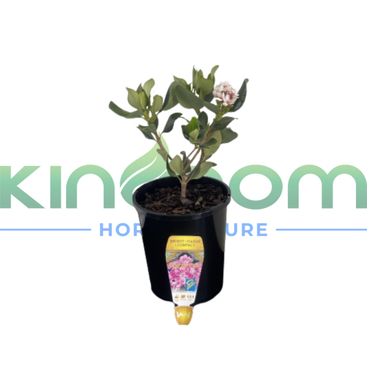 Kingdom Horticulture