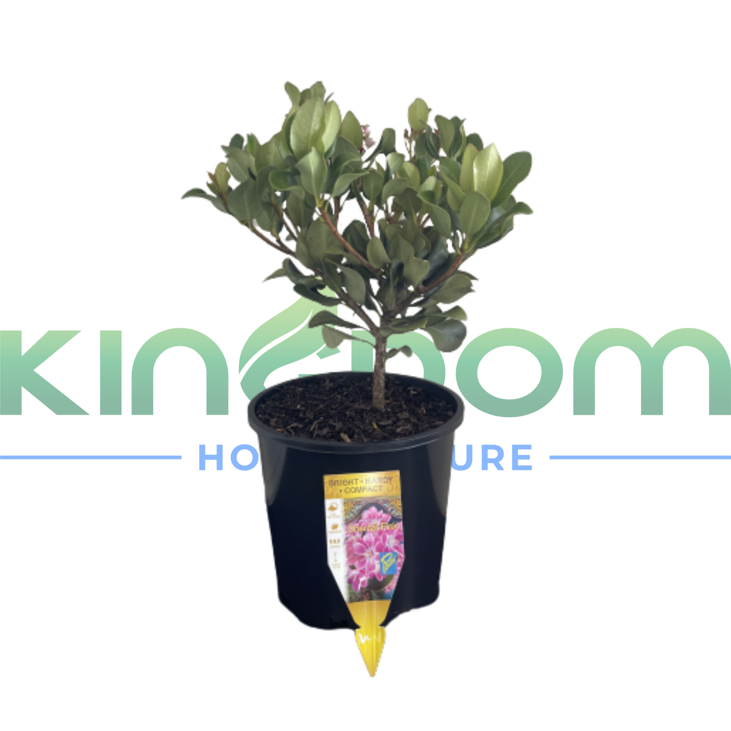 Rhaphiolepis indica 'Oriental Pink' | Multiple Sizes Kingdom Horticulture