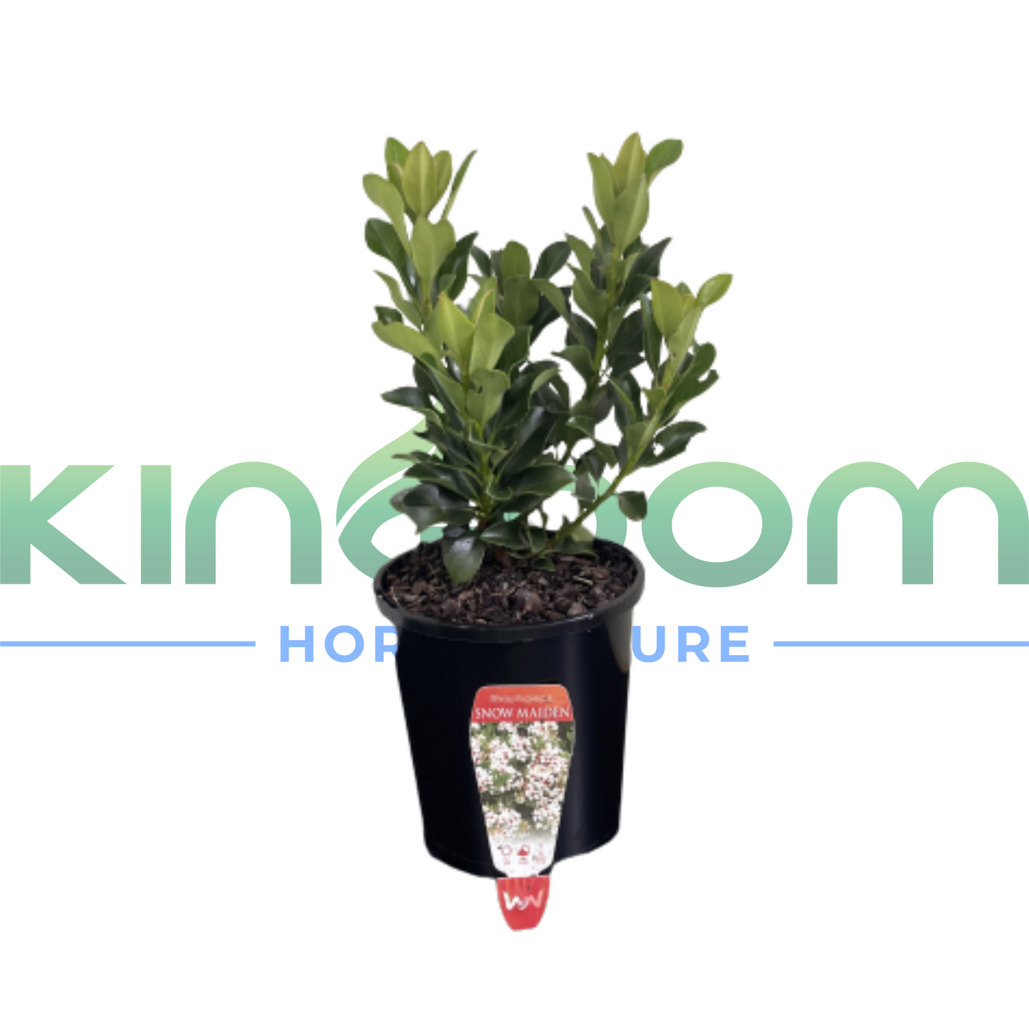 Rhaphiolepis indica 'Snow Maiden' | Multiple SIzes Kingdom Horticulture