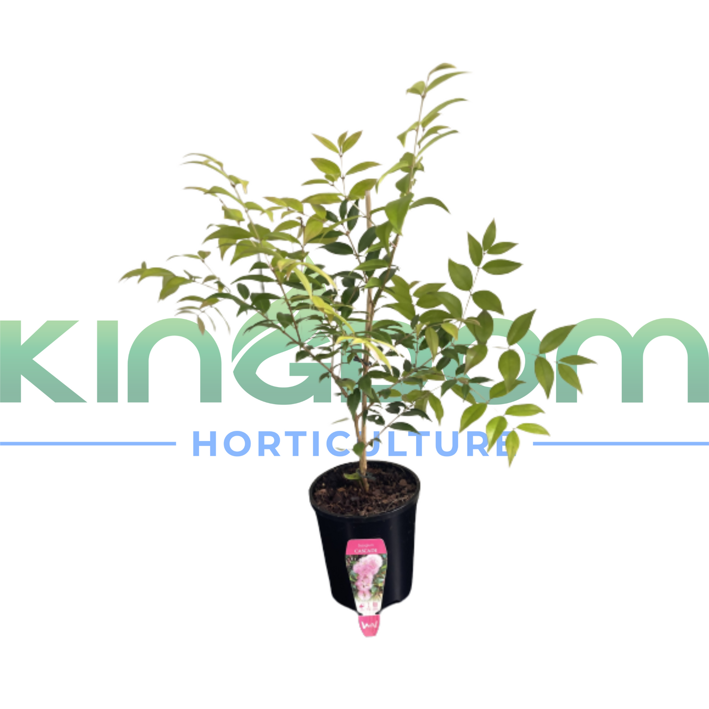 Syzygium luehmannii-x-wilsonii 'Cascade' | Multiple Sizes Kingdom Horticulture