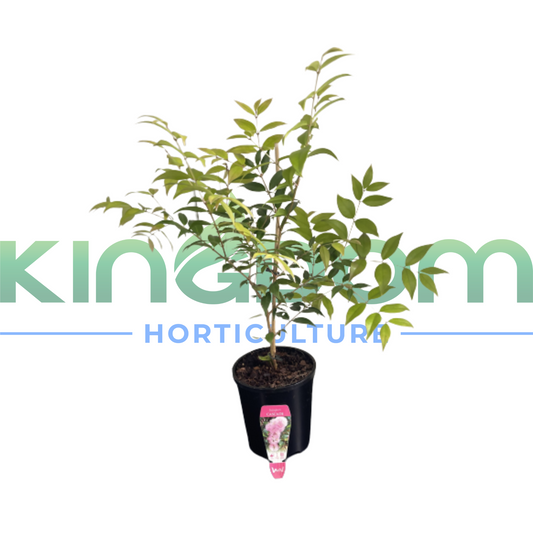 Kingdom Horticulture