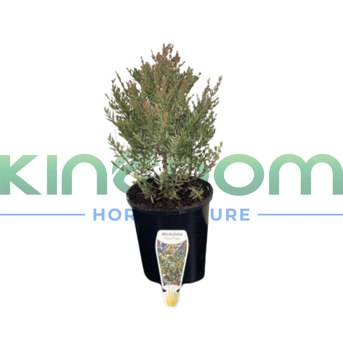 Melaleuca linariifolia "Claret Tops" | Multiple Sizes Kingdom Horticulture