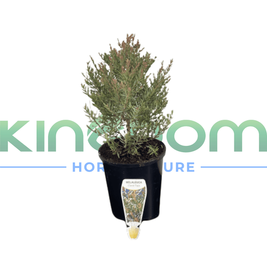 Melaleuca linariifolia "Claret Tops" | Multiple Sizes - Kingdom Horticulture Kingdom Horticulture