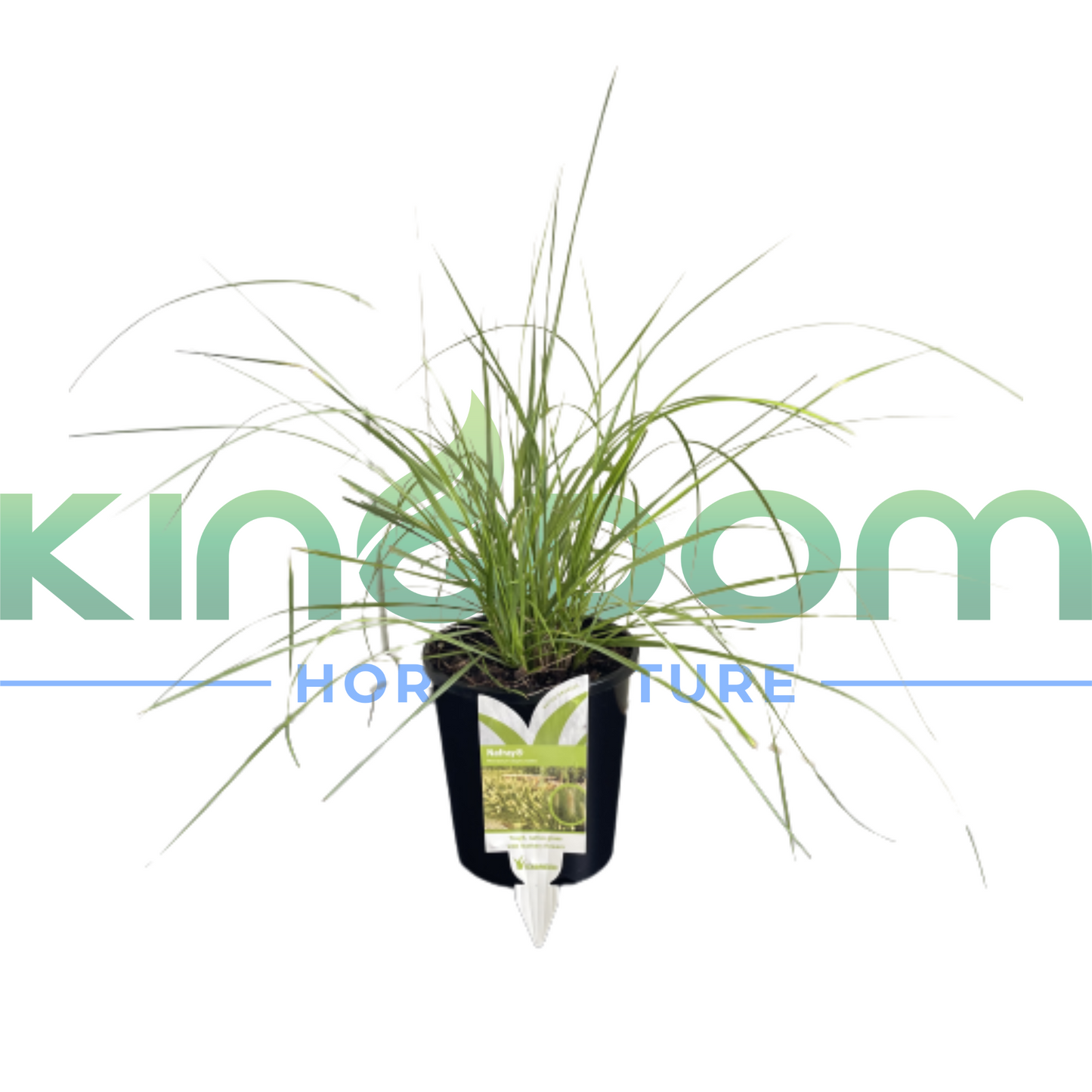 Pennisetum alopecuroides 'NAFRAY®' 140mm Kingdom Horticulture