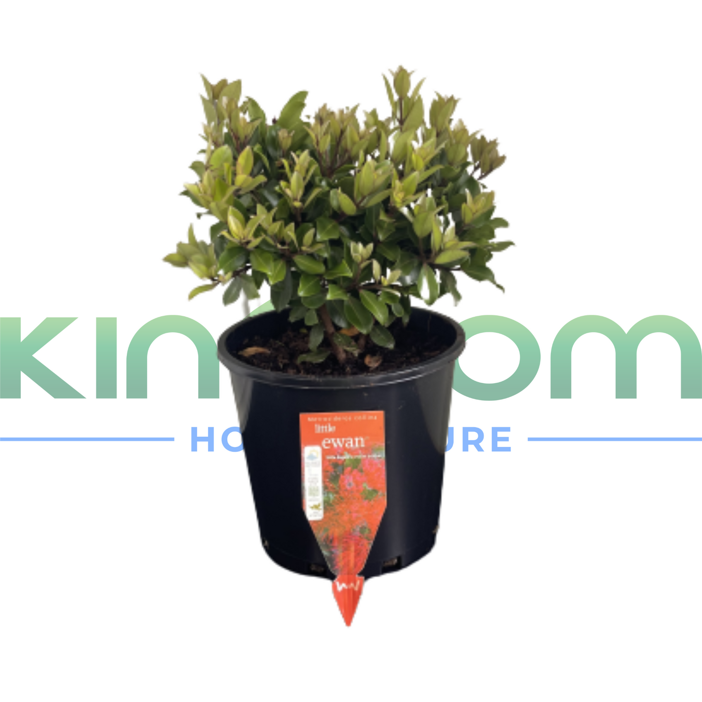 Metrosideros collina 'Little Ewan' | Multiple Sizes Kingdom Horticulture