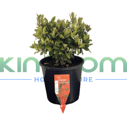 Metrosideros collina 'Little Ewan' | Multiple Sizes - Kingdom Horticulture Kingdom Horticulture