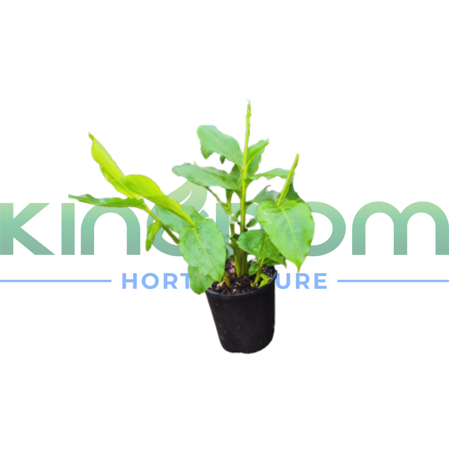 Alpinia mutica 'False Cardomom' | Multiple Sizes Kingdom Horticulture