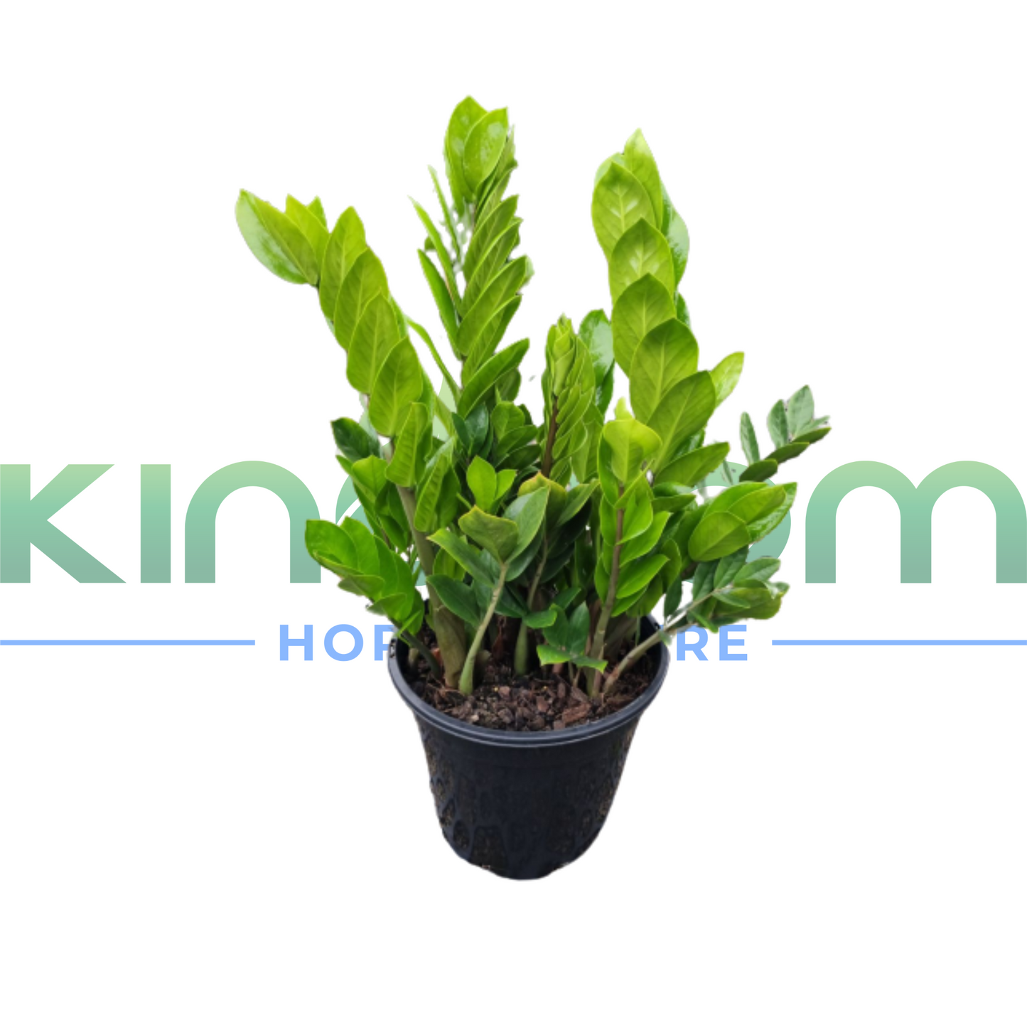 Zamioculcas zamiifolia 'Zanzibar gem' | Multiple Sizes Kingdom Horticulture