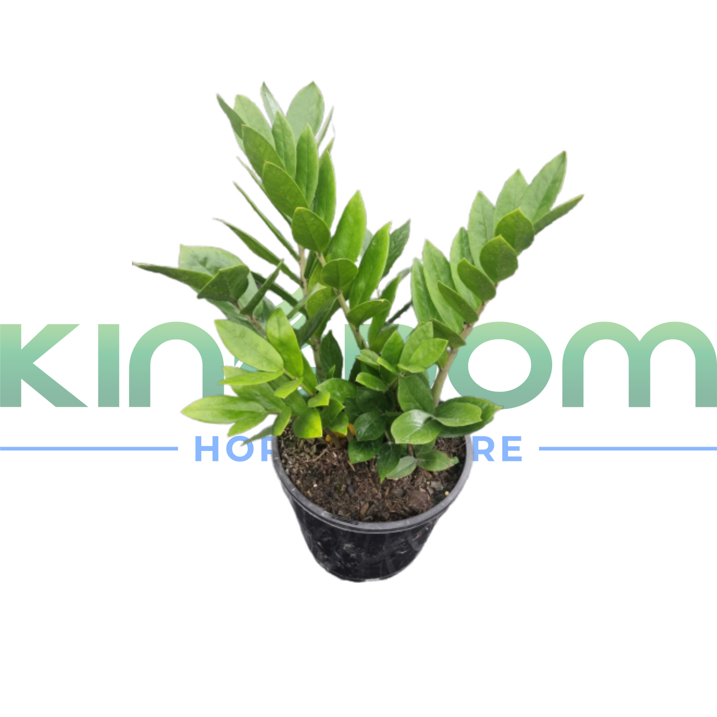 Zamioculcas zamiifolia 'Zanzibar gem' | Multiple Sizes Kingdom Horticulture