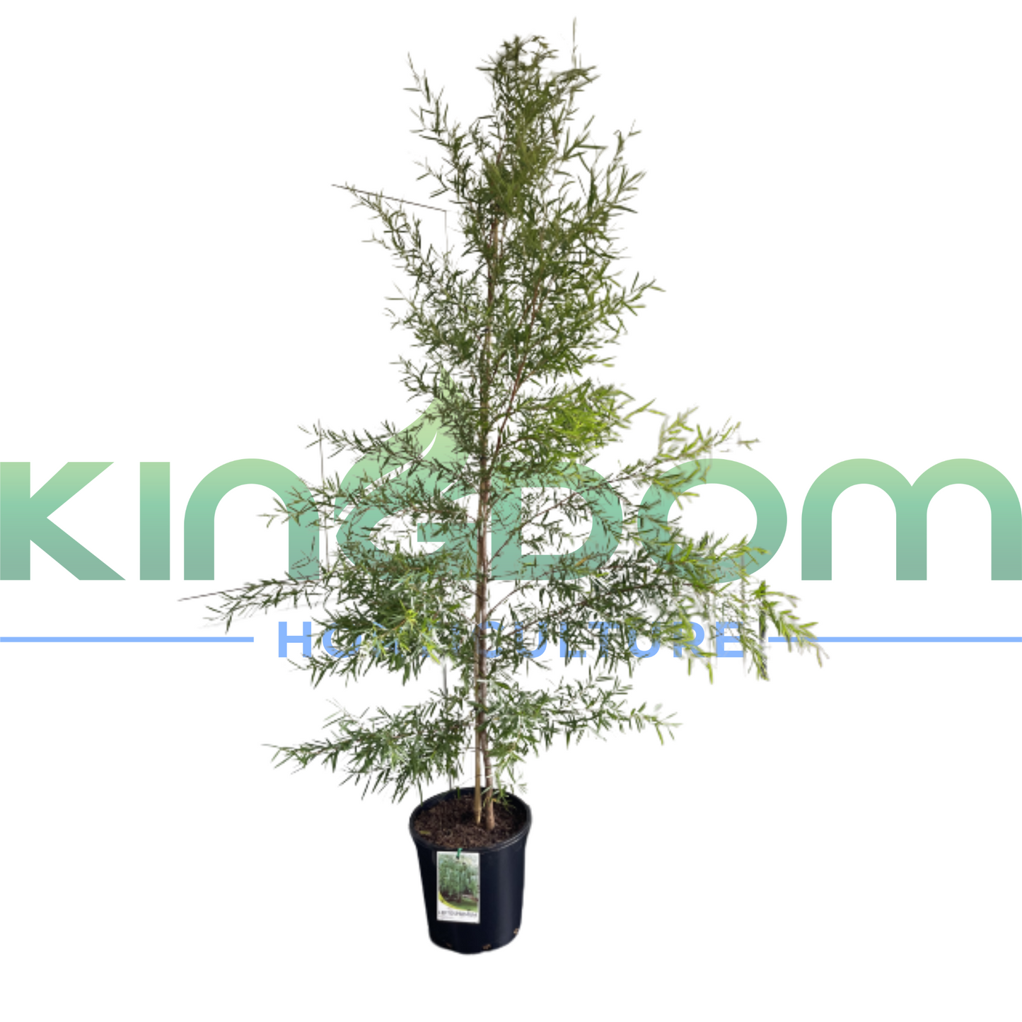 Leptospermum madidum sativum 'Weeping Tea Tree' 200mm Kingdom Horticulture