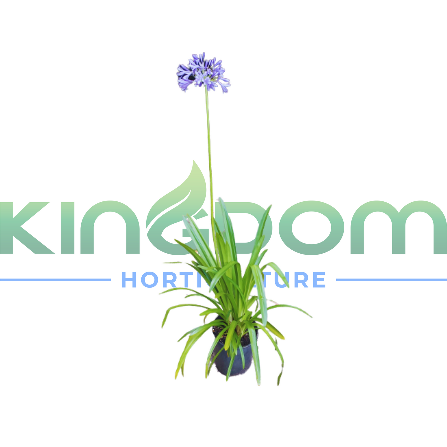 Agapanthus orientalis 'Blue' | Multiple Sizes Kingdom Horticulture