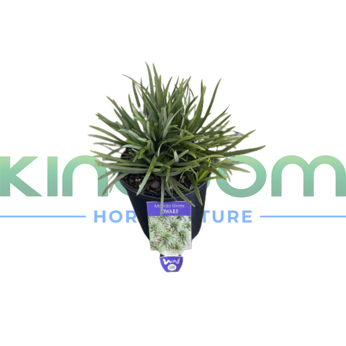 Ophiopogon japonicus Nana 'Dwarf Mondo Grass' | 100mm Kingdom Horticulture