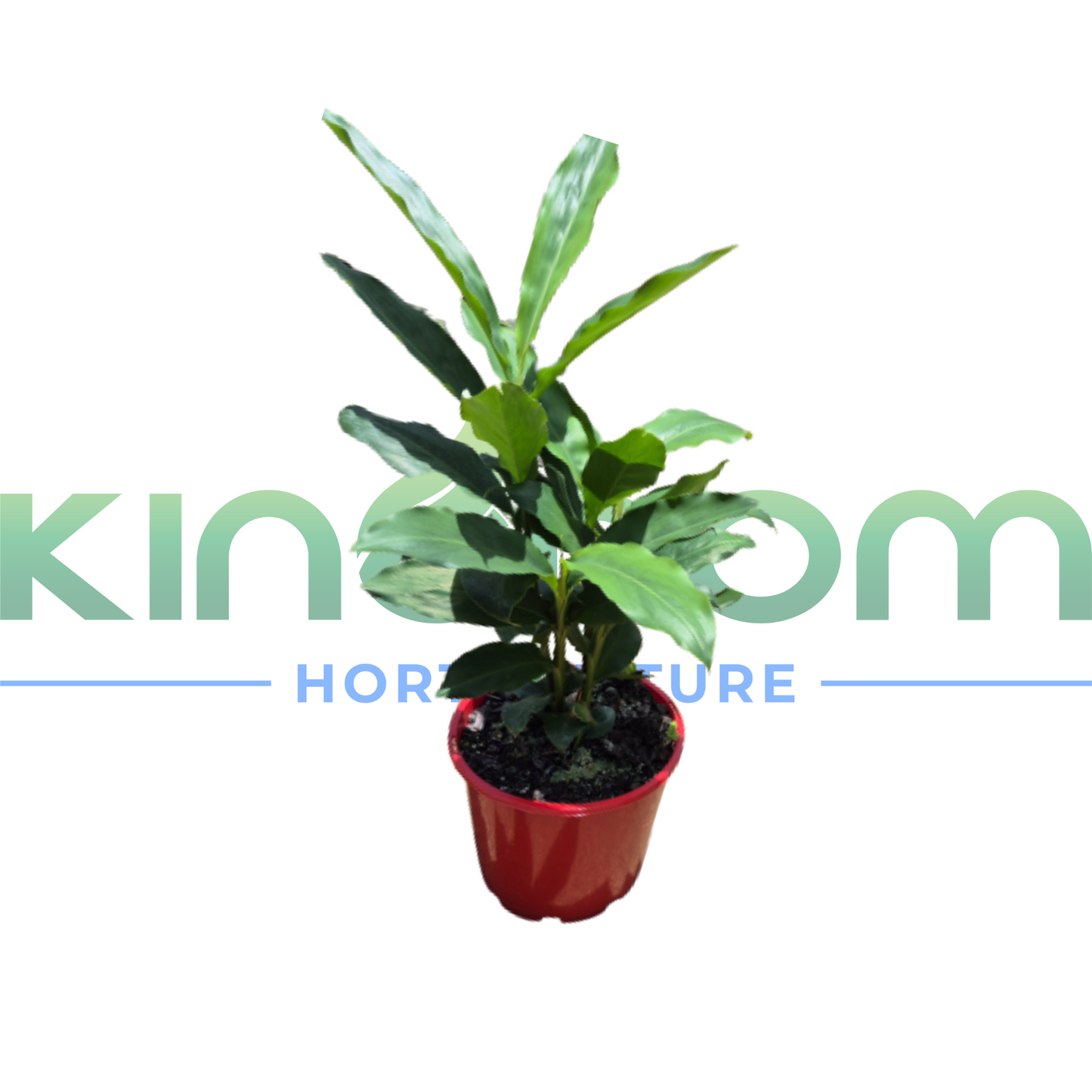 Alpinia nutans 'Dwarf Cardomom/Cardamom Leaf' | Multiple Sizes Kingdom Horticulture