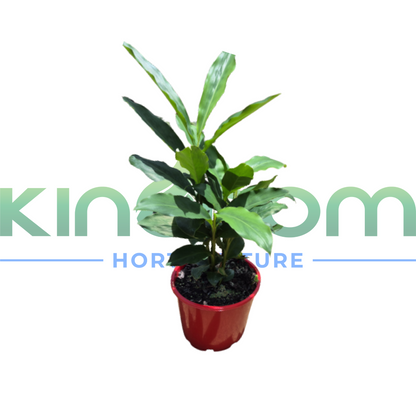 Alpinia nutans 'Dwarf Cardomom/Cardamom Leaf' | Multiple Sizes