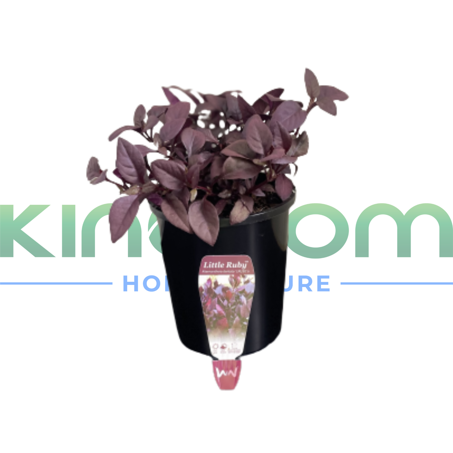 Alternanthera dentata 'LITTLE RUBY™' | Multiple Sizes Kingdom Horticulture