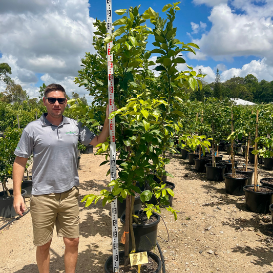 Citrus limon "Eureka Lemon" | Grafted 500mm Kingdom Horticulture
