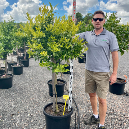 Citrus reticulata "Imperial Mandarin" | Grafted 500mm