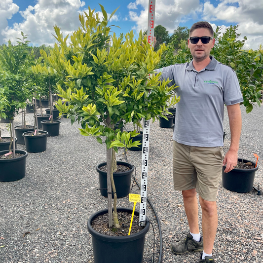 Citrus reticulata "Imperial Mandarin" | Grafted 500mm Kingdom Horticulture