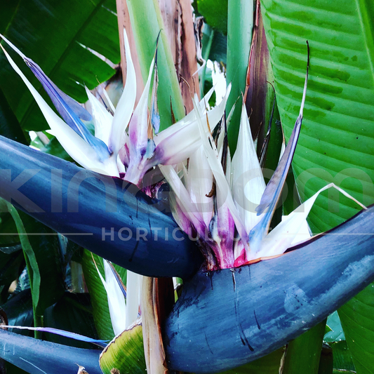 Strelitzia nicolai 'Giant Bird of Paradise' Kingdom Horticulture