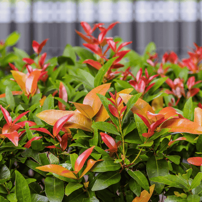 Syzygium australe ‘Select’ | Multiple Sizes - Kingdom Horticulture