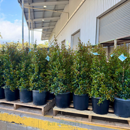 Syzygium australe 'Straight and Narrow' Lilly Pilly