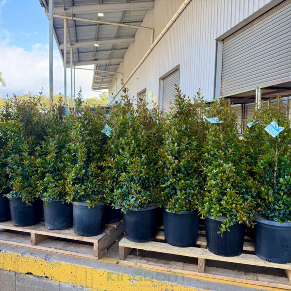 Syzygium australe 'Straight and Narrow' Lilly Pilly