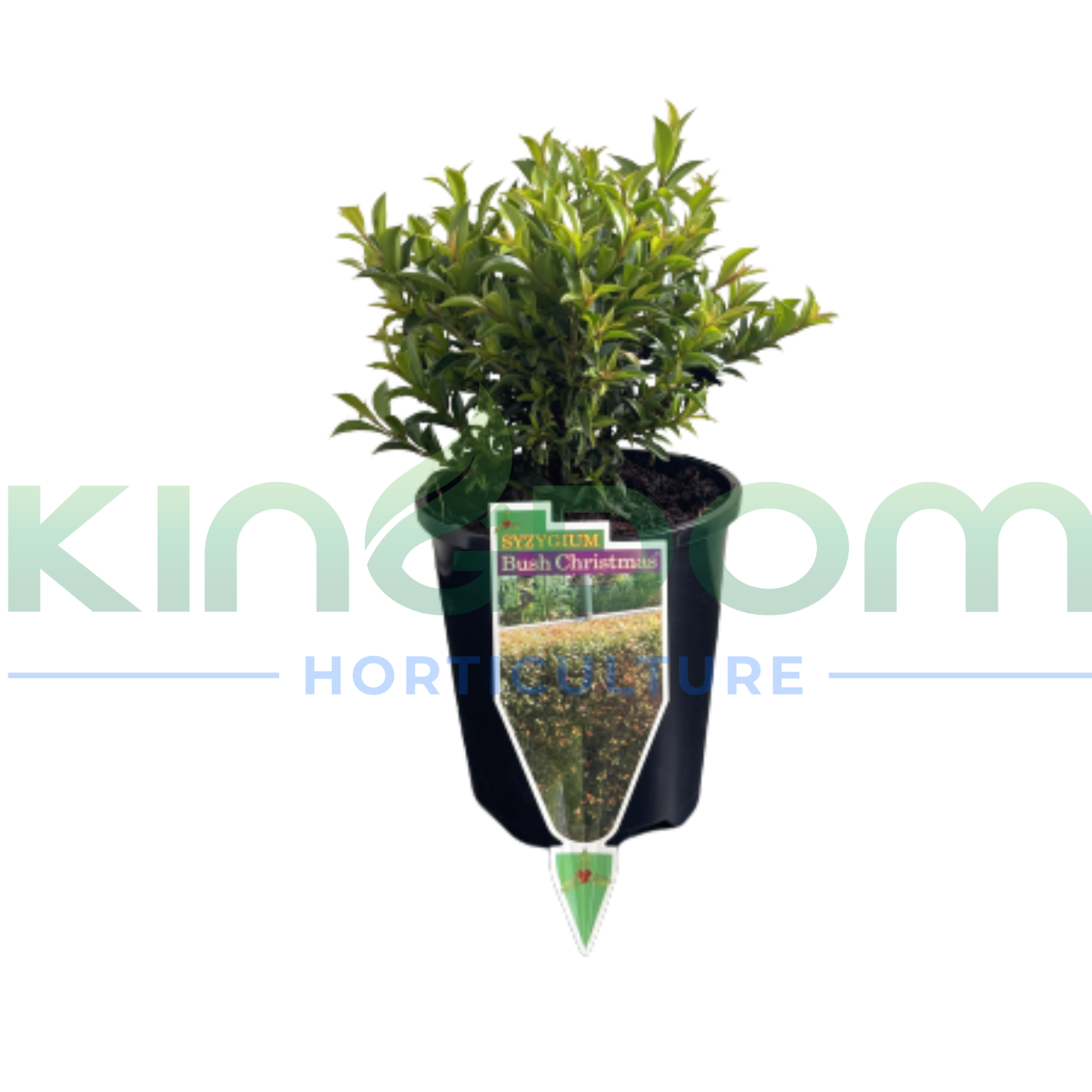 Syzygium australe 'Bush Christmas' Lilly Pilly Kingdom Horticulture