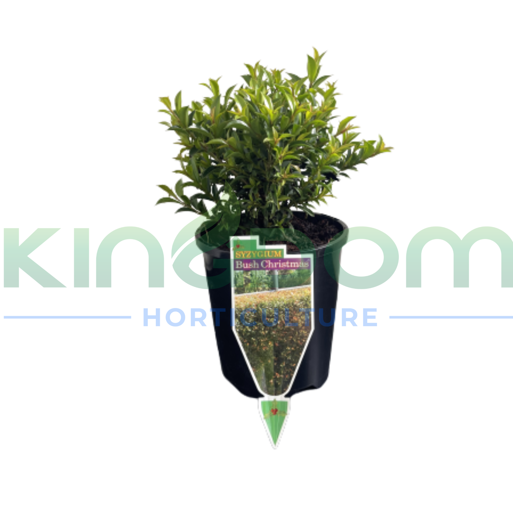 Kingdom Horticulture