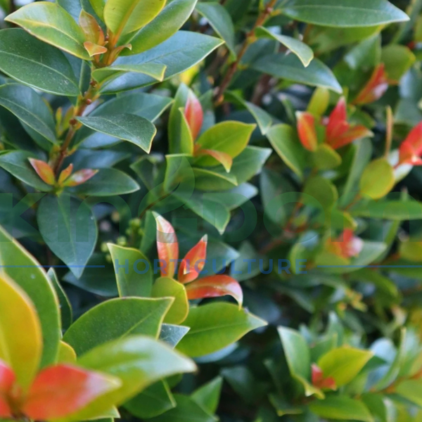 Syzygium australe ‘Green Machine’ Lilly Pilly