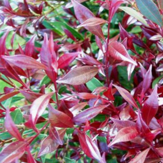 Syzygium australe 'Plum Magic' | Multiple Sizes Kingdom Horticulture