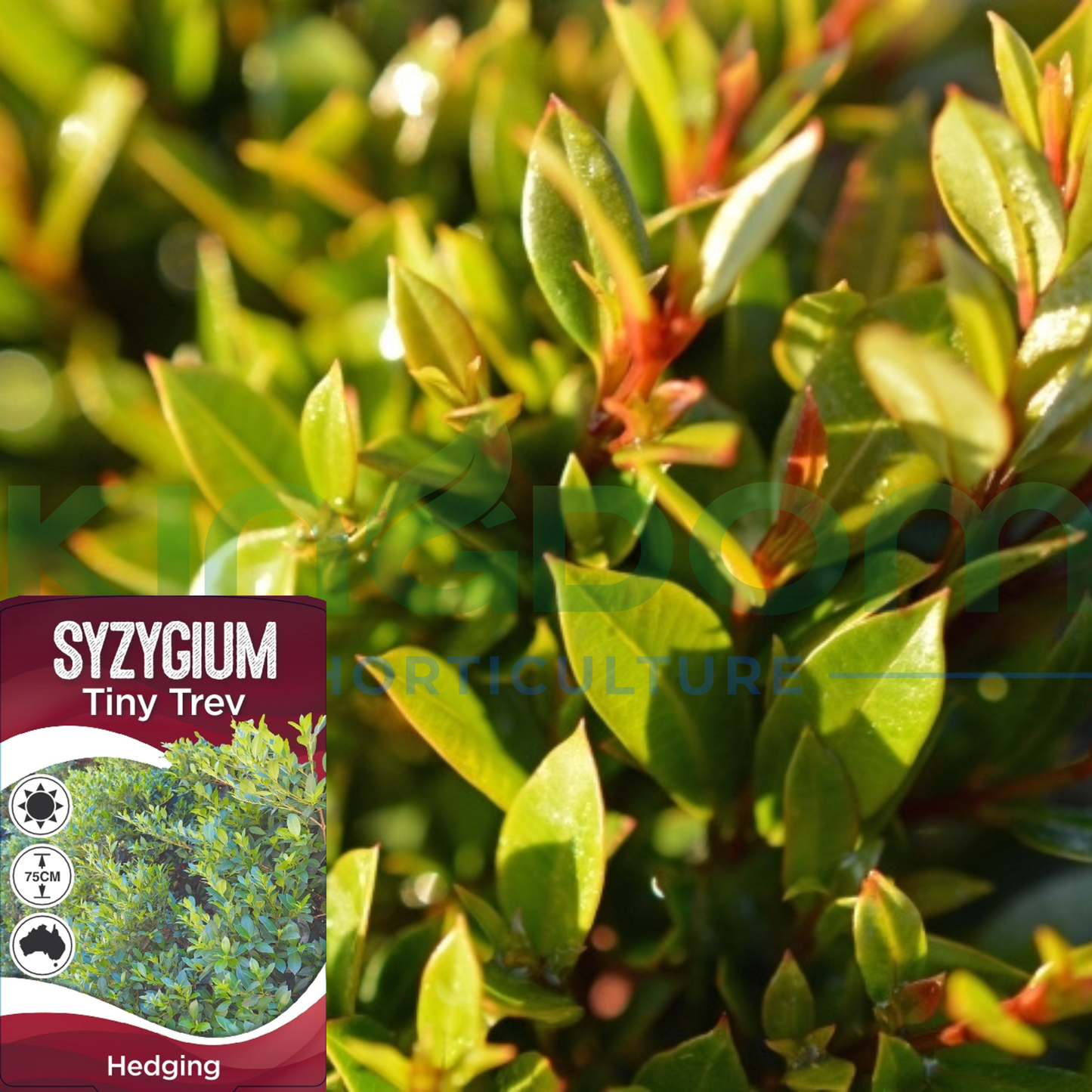 Syzygium australe 'Tiny Trev' Kingdom Horticulture