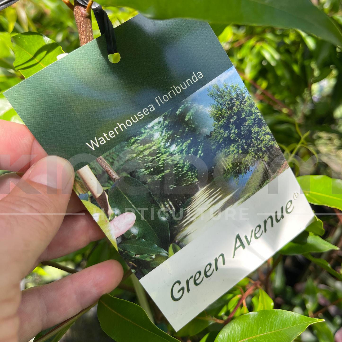 Waterhousia floribunda 'Green Avenue' (Syzygium) Kingdom Horticulture