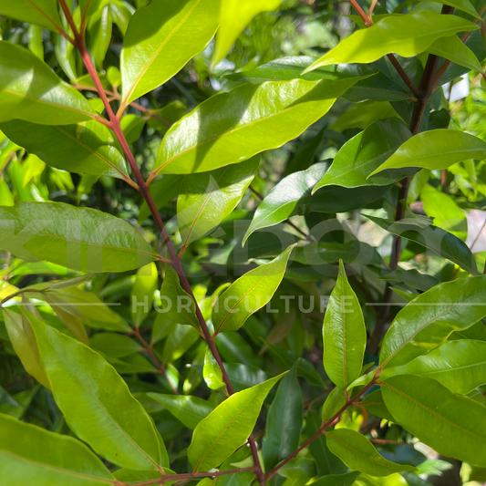 Waterhousia floribunda 'Green Avenue' (Syzygium) Kingdom Horticulture