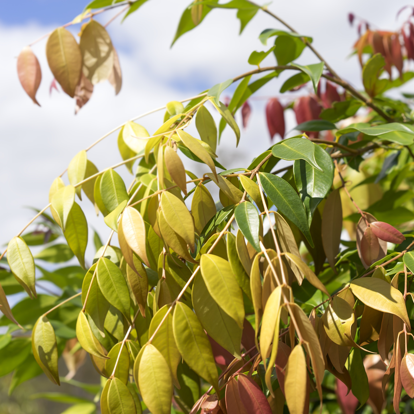 Syzygium luehmannii-x-wilsonii 'Cascade' Kingdom Horticulture