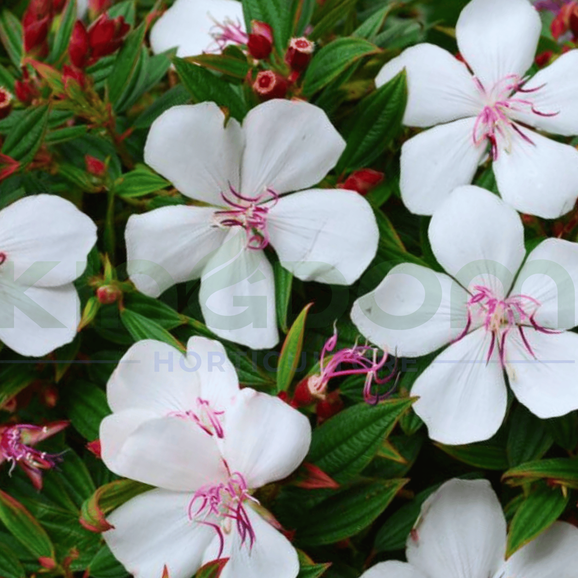 Tibouchina 'Peace Baby' - Kingdom Horticulture