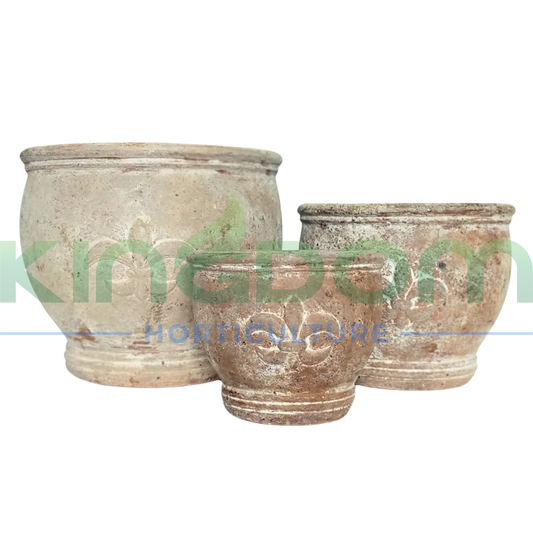 Titanic Biscuit Chalice Urn Garden Pot Kingdom Horticulture