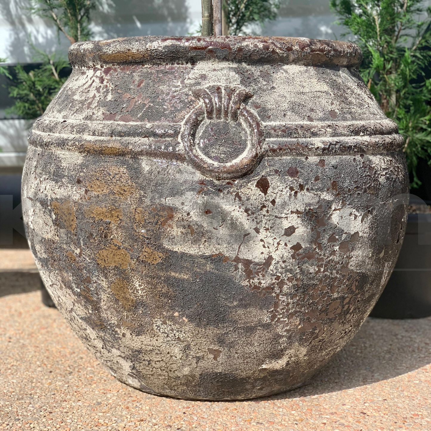 Titanic Cocoa Ponticus Garden Pot Urn Kingdom Horticulture