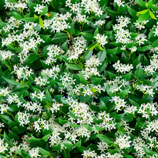 Trachelospermum jasminoides 'Star Jasmine' Kingdom Horticulture