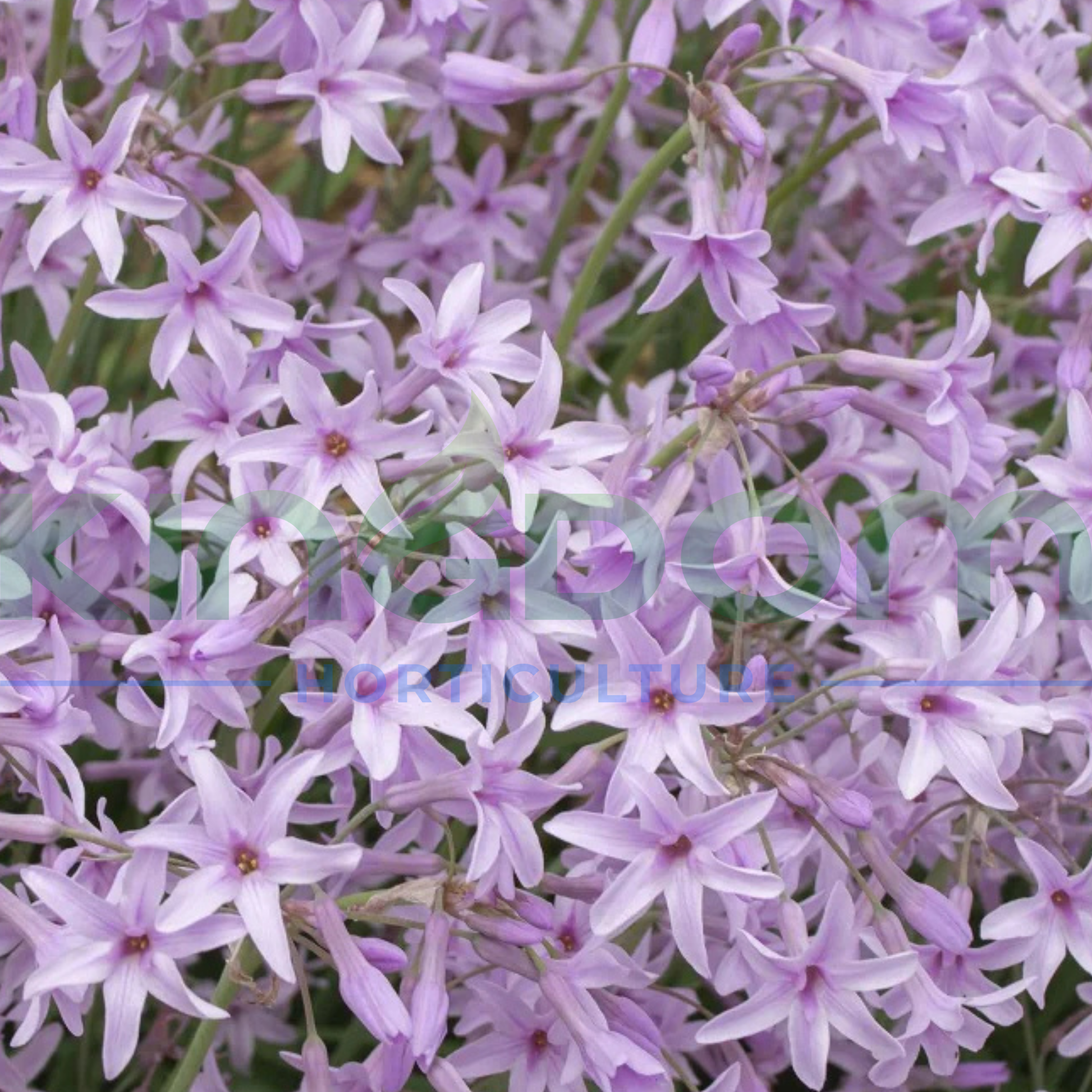 Kingdom Horticulture