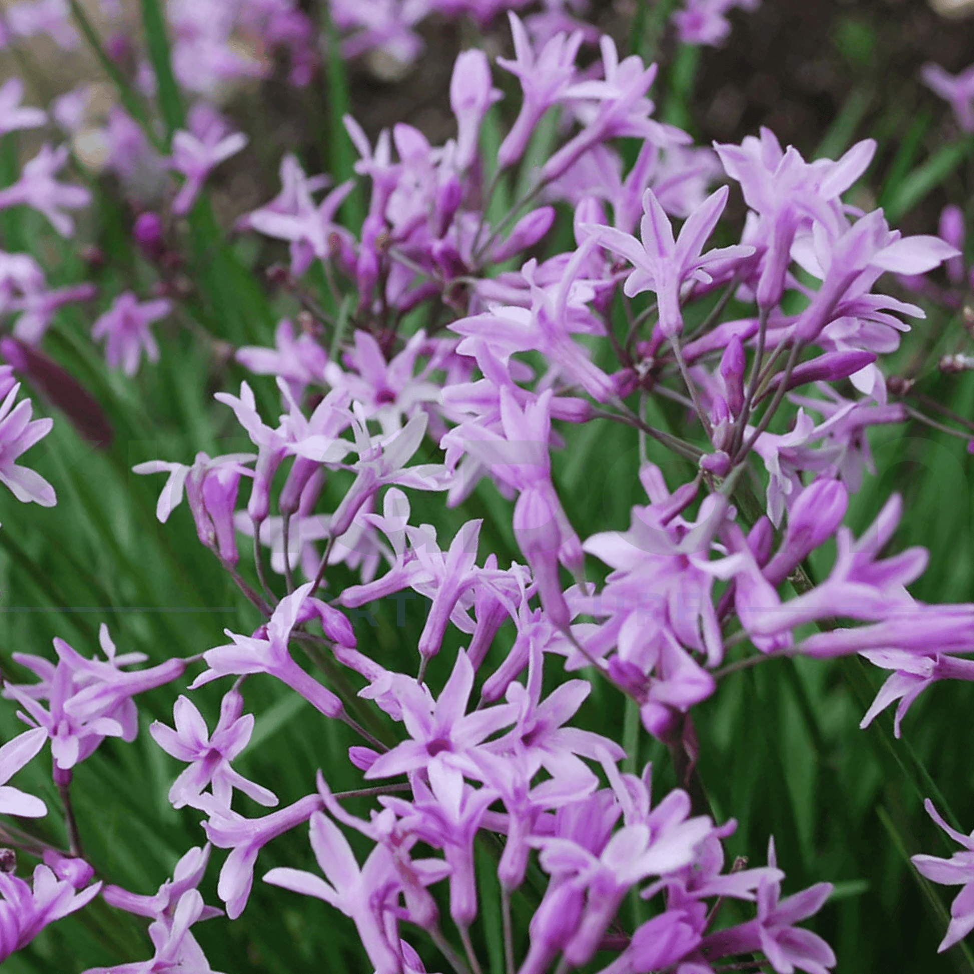 Tulbaghia violacea 'Galaxy' 140mm - Kingdom Horticulture