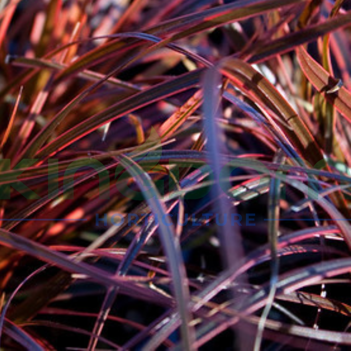 Uncinia rubra 'Belindas Find' Kingdom Horticulture