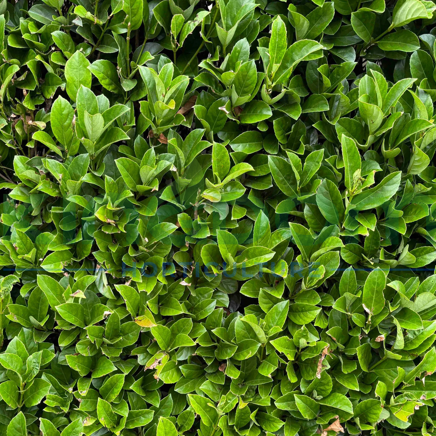 Viburnum odoratissimum  'Dense Fence' Kingdom Horticulture