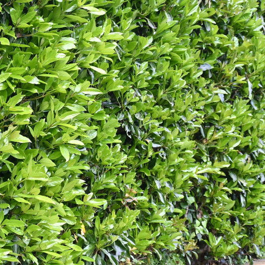 Viburnum odoratissimum 'Emerald Lustre' Kingdom Horticulture