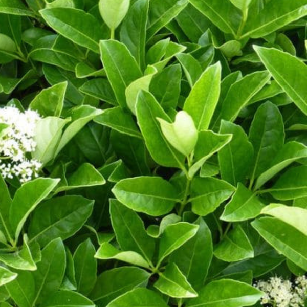 Viburnum odoratissimum 'Awabuki'