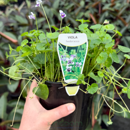 Viola hederacea 'Native Violet'